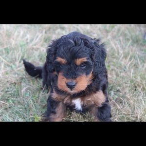 Meet your Posher, Ella